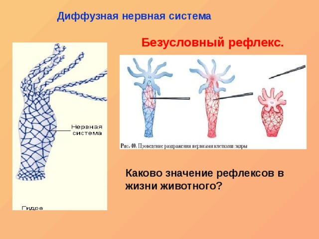 Hydra ссылка